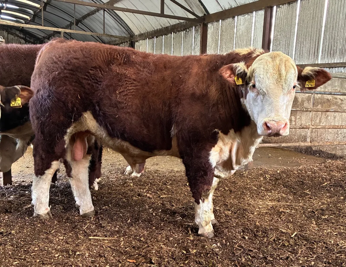 Pedigree Hereford Bulls - Image 3