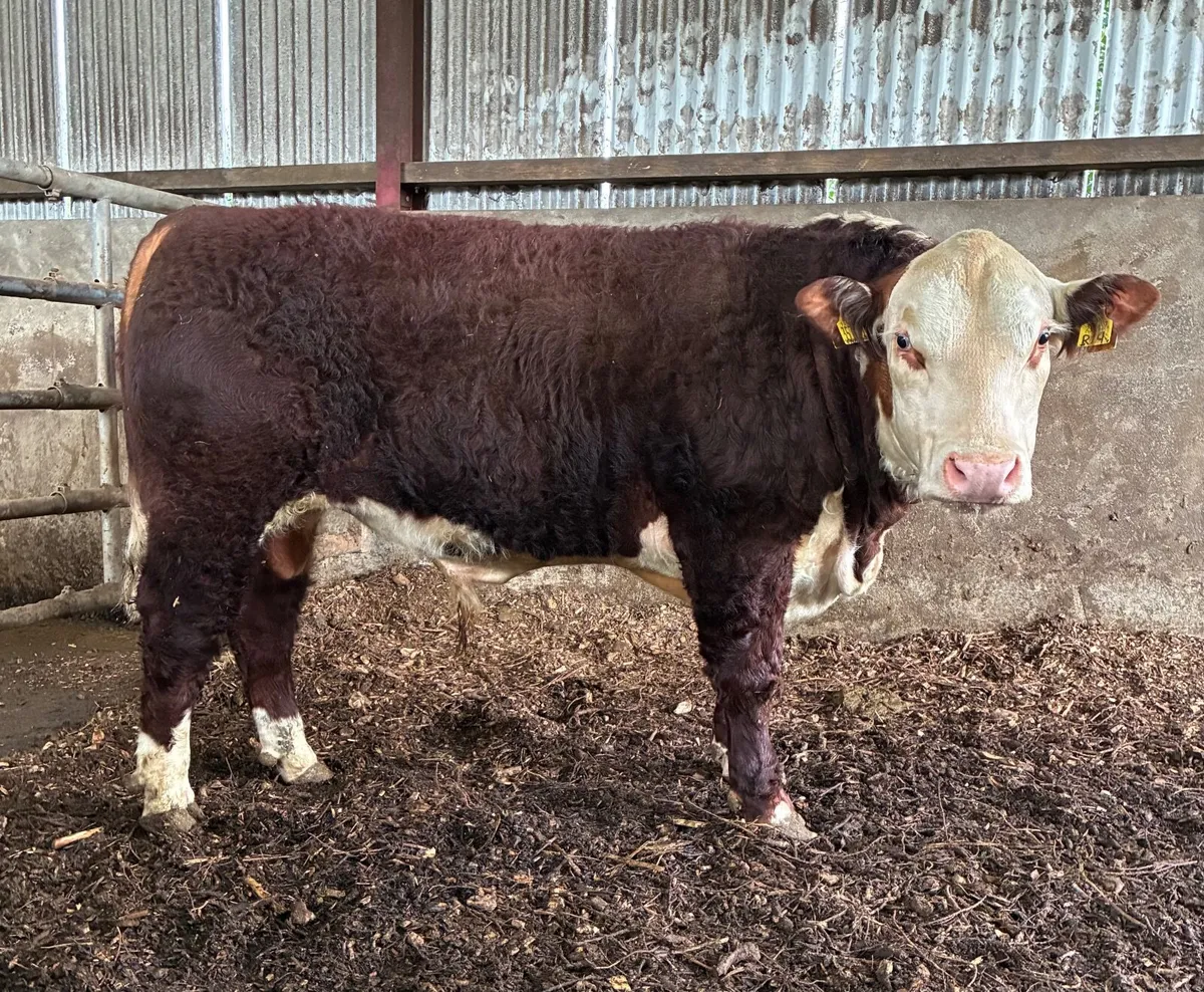 Pedigree Hereford Bulls - Image 4