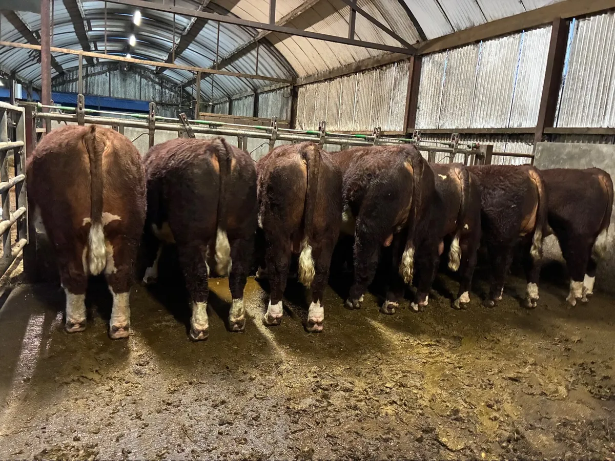 Pedigree Hereford Bulls - Image 1