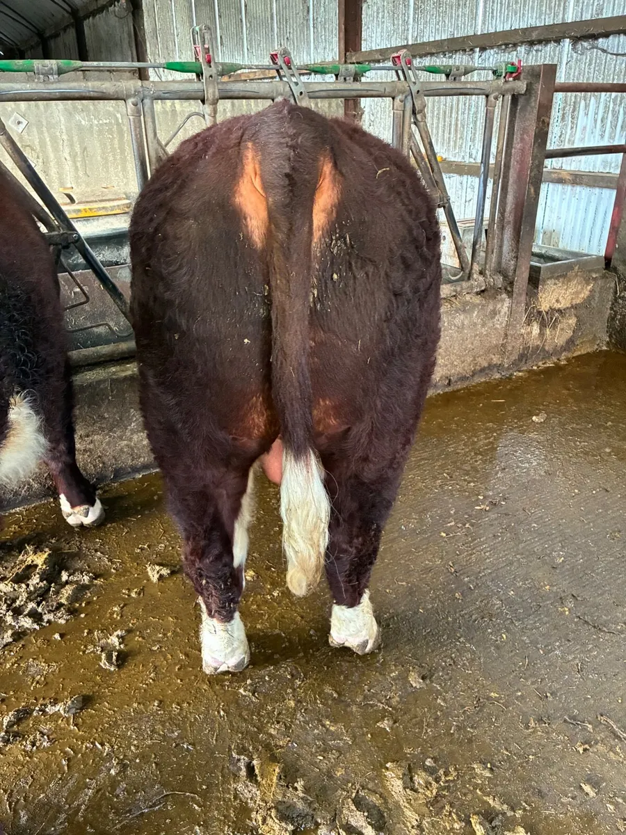 Pedigree Hereford Bulls - Image 4