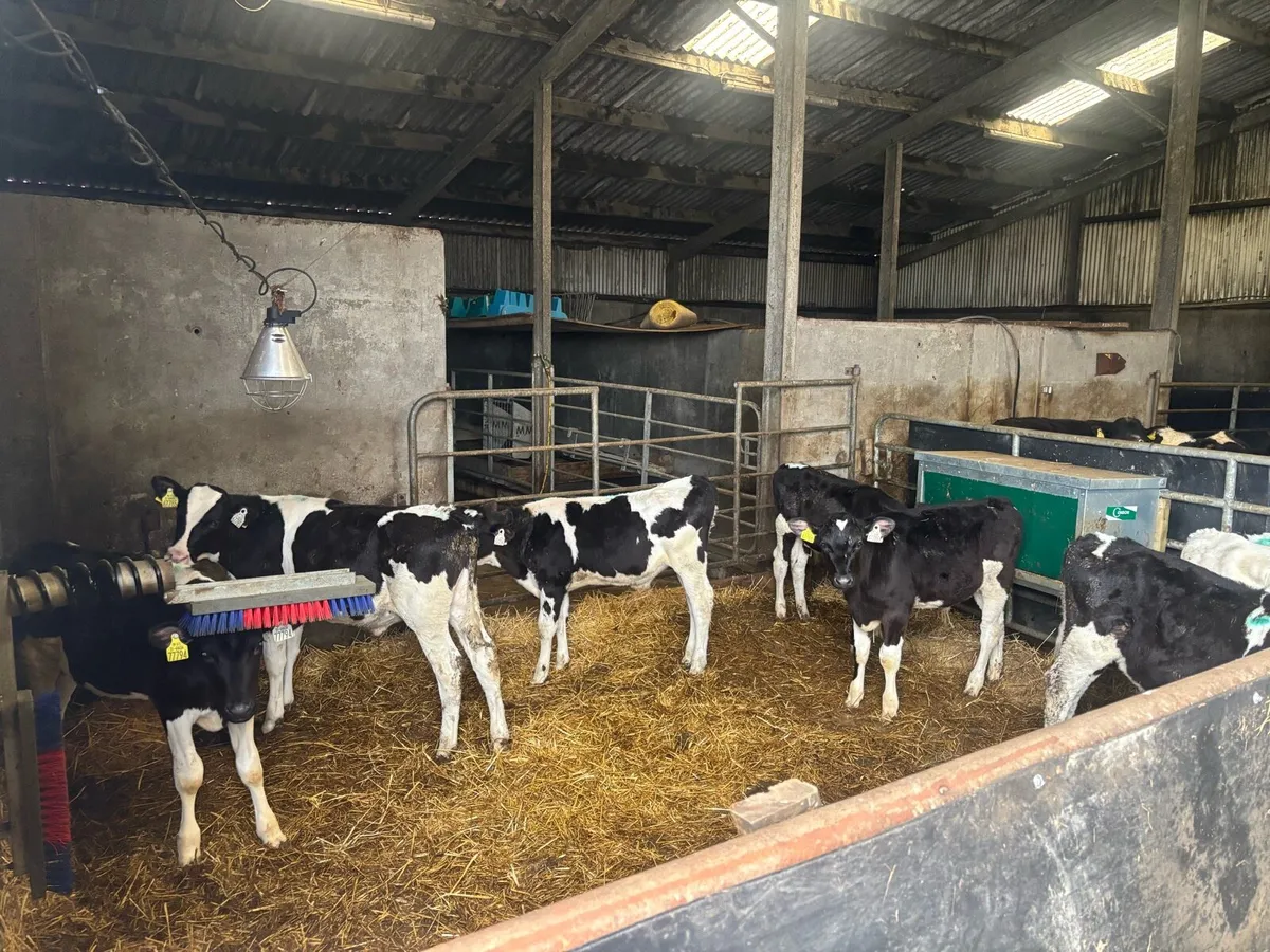 25 Reared Friesian Bull Calves - Image 2