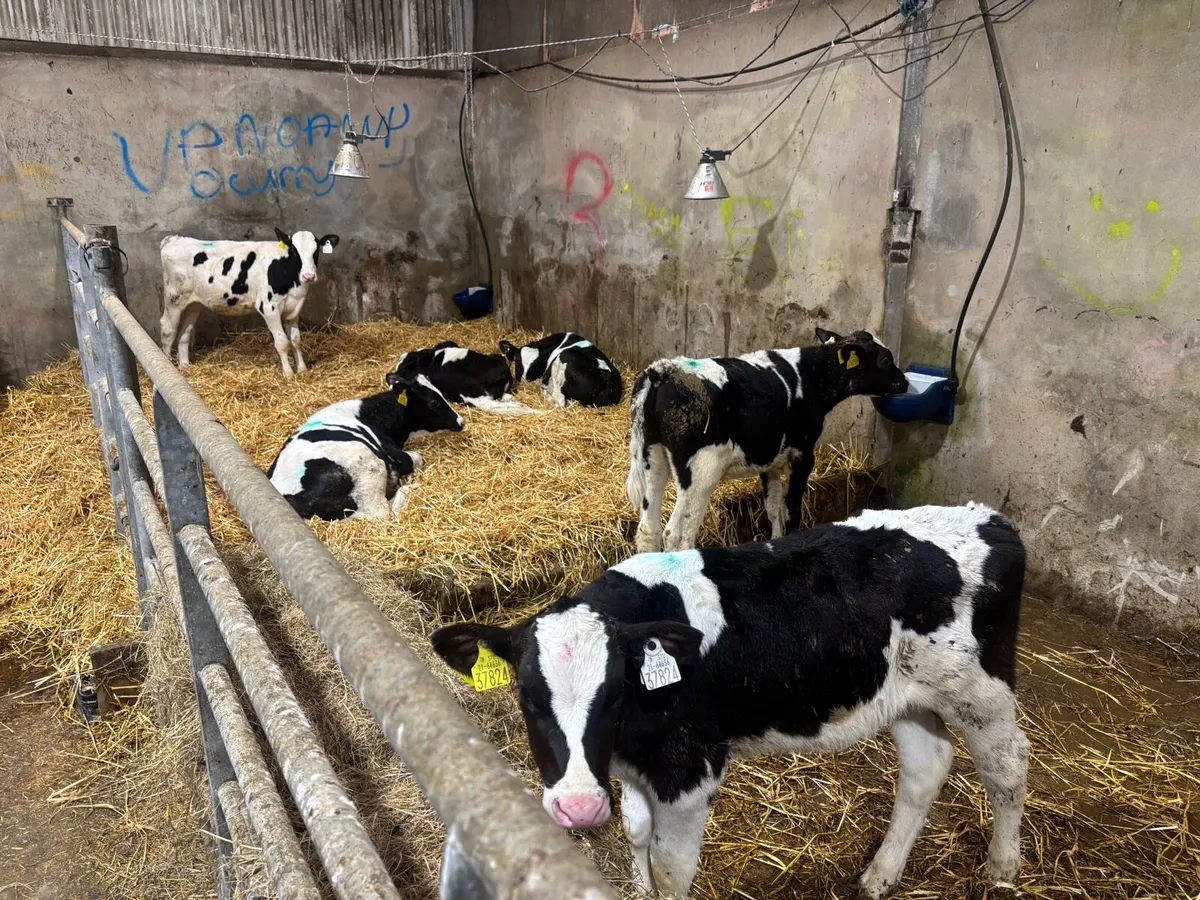 25 Reared Friesian Bull Calves - Image 3