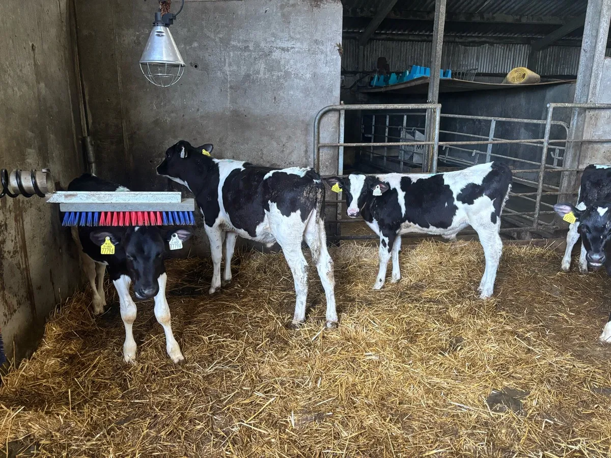 25 Reared Friesian Bull Calves - Image 4