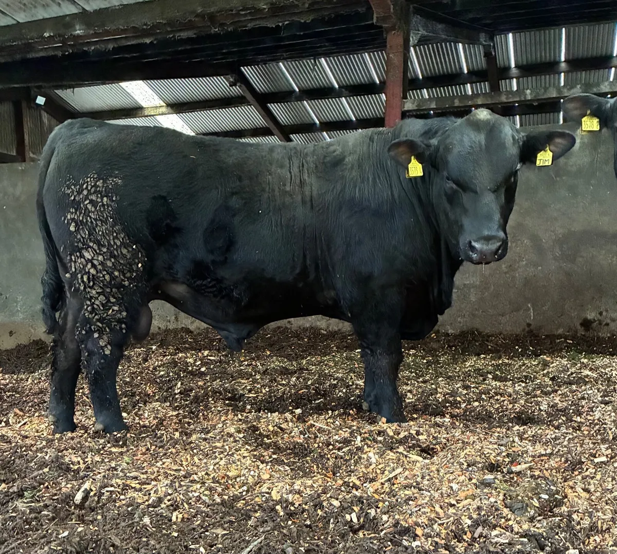 Pedigree Angus Bulls - Image 2