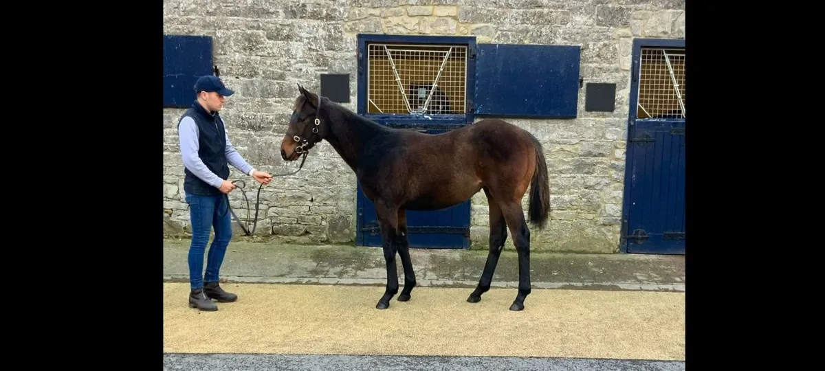 Thoroughbred  Colt Yearling wanted - Image 1