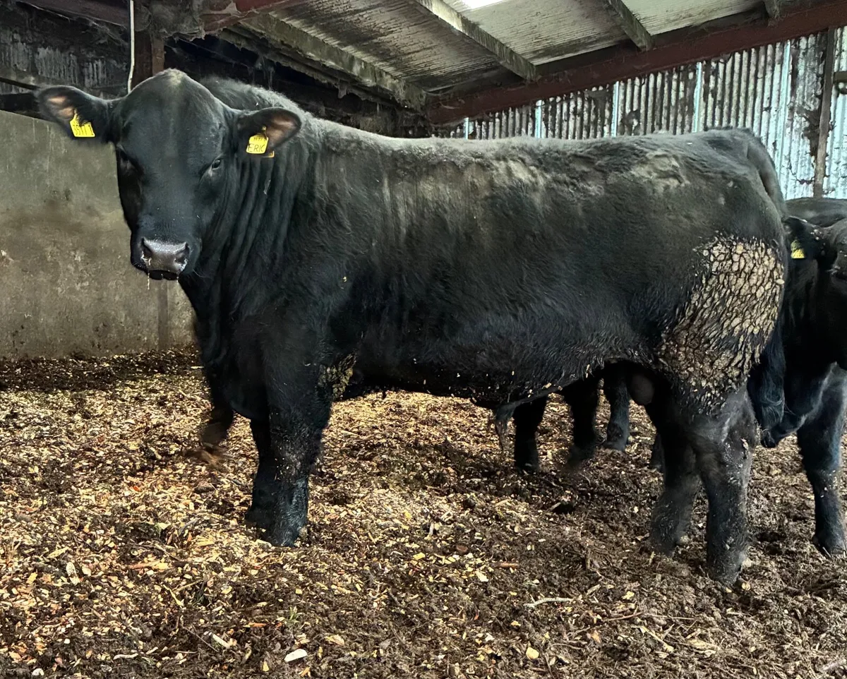 Pedigree Angus Bulls - Image 1