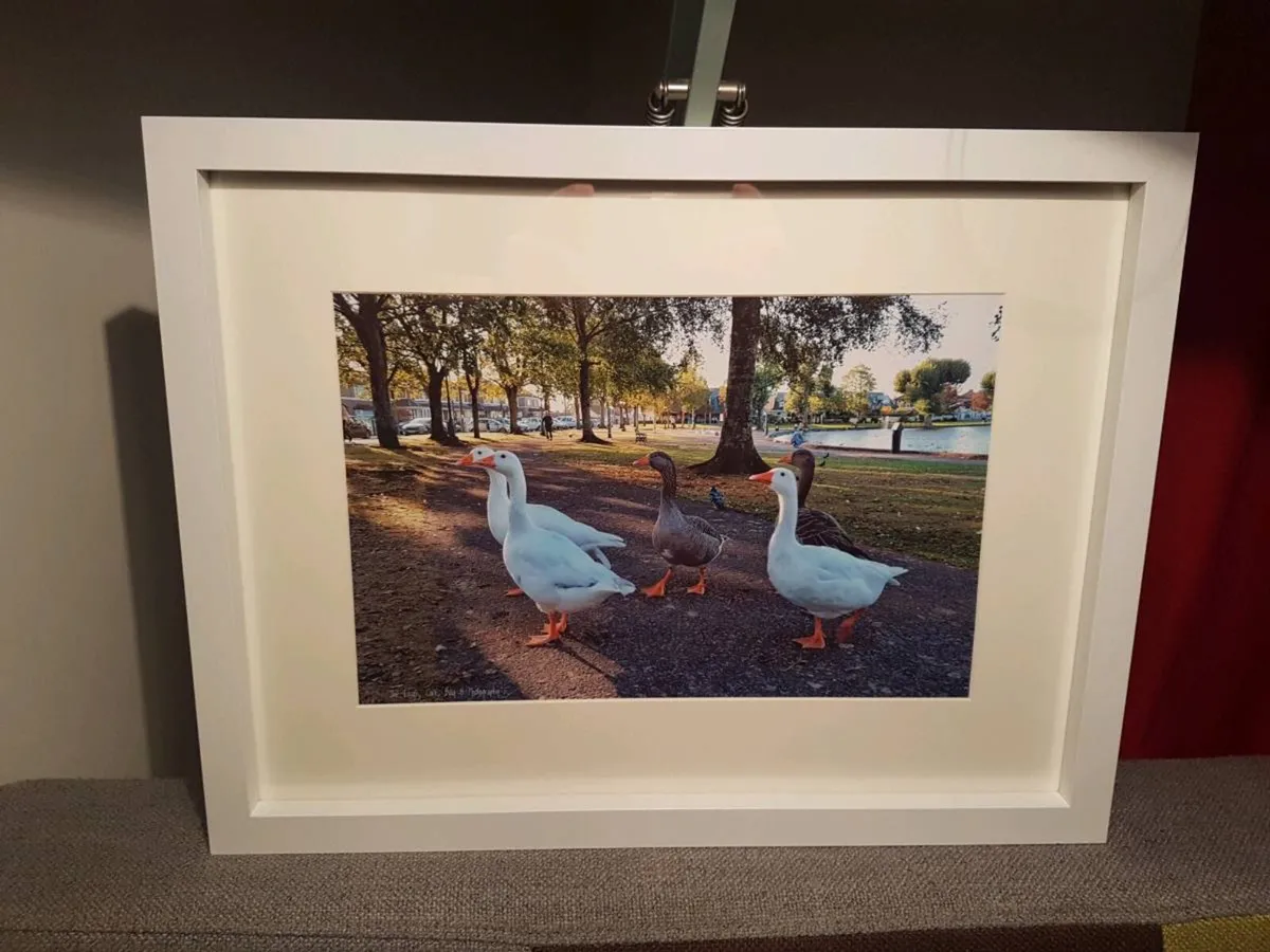 The Lough, Cork - Image 2