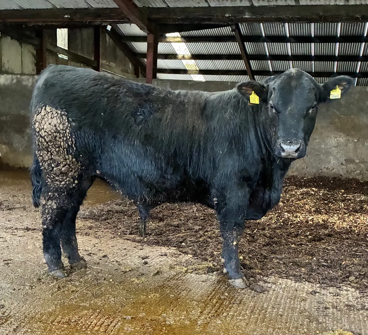 Pedigree Angus Bulls - Image 4