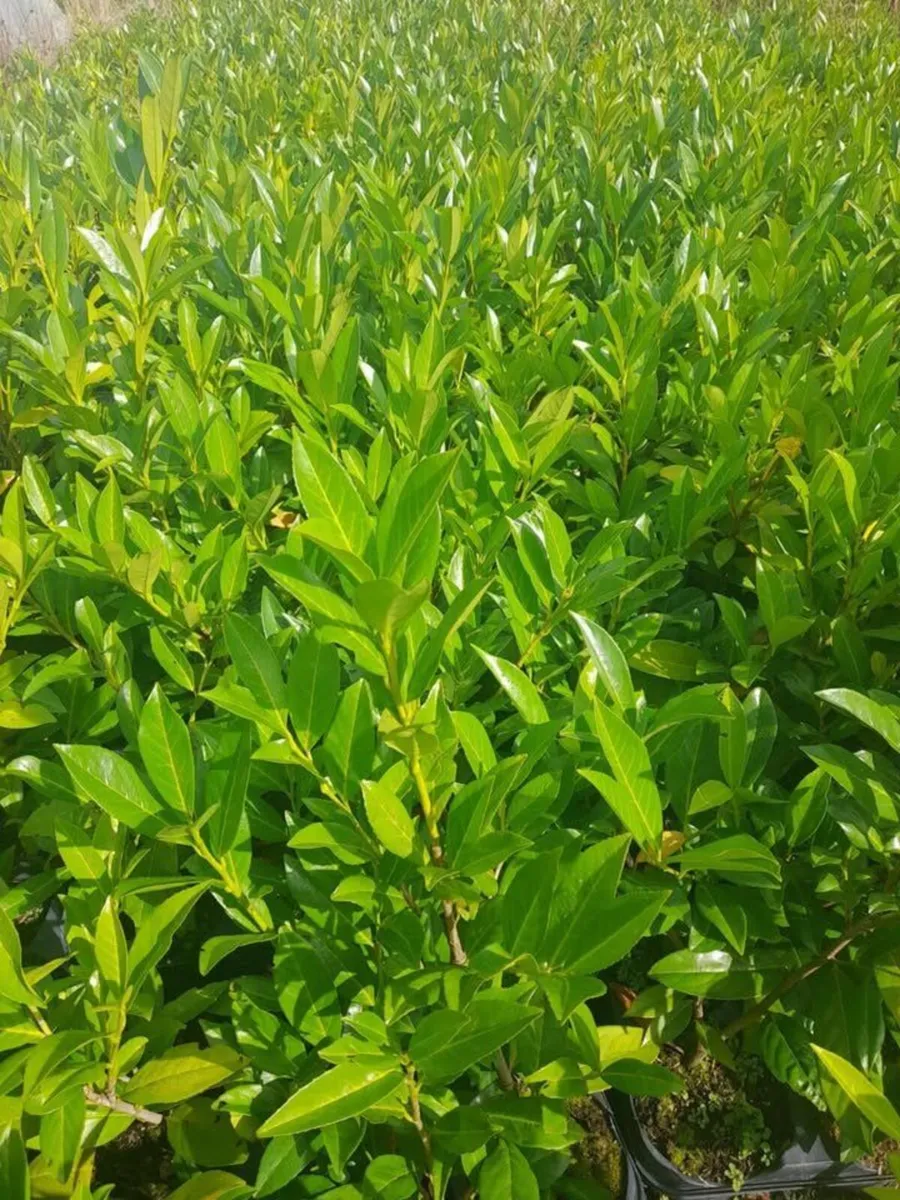 2 foot tall Potted Laurel Hedging €3 - Image 2
