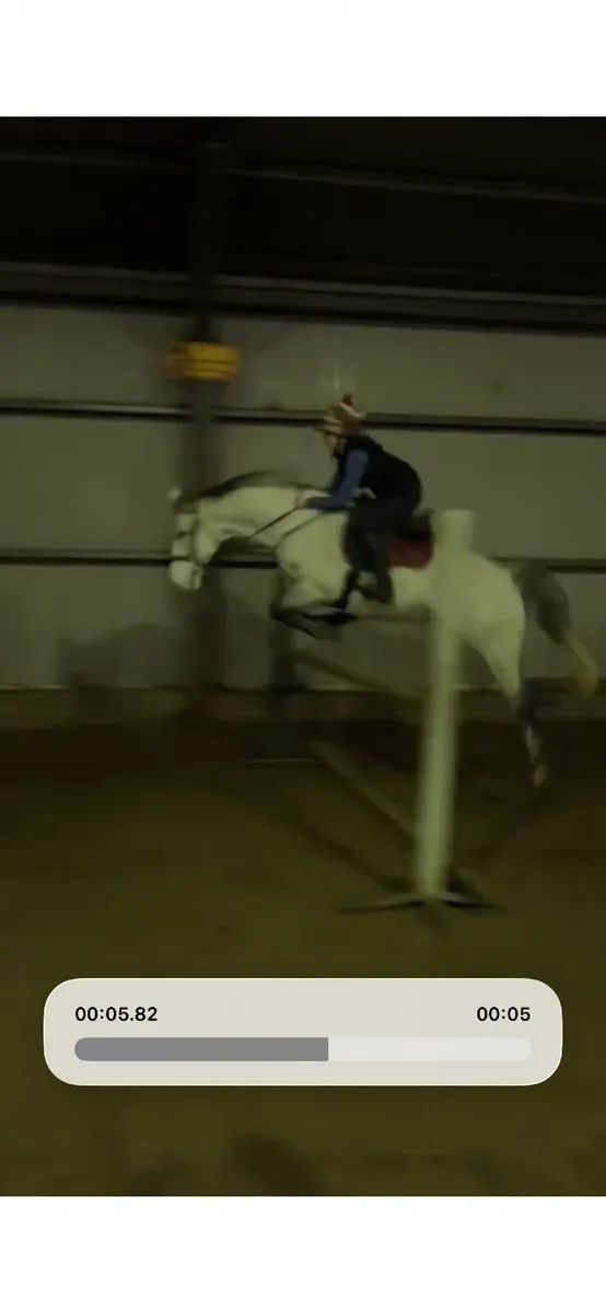 16.2 Horse - Image 3