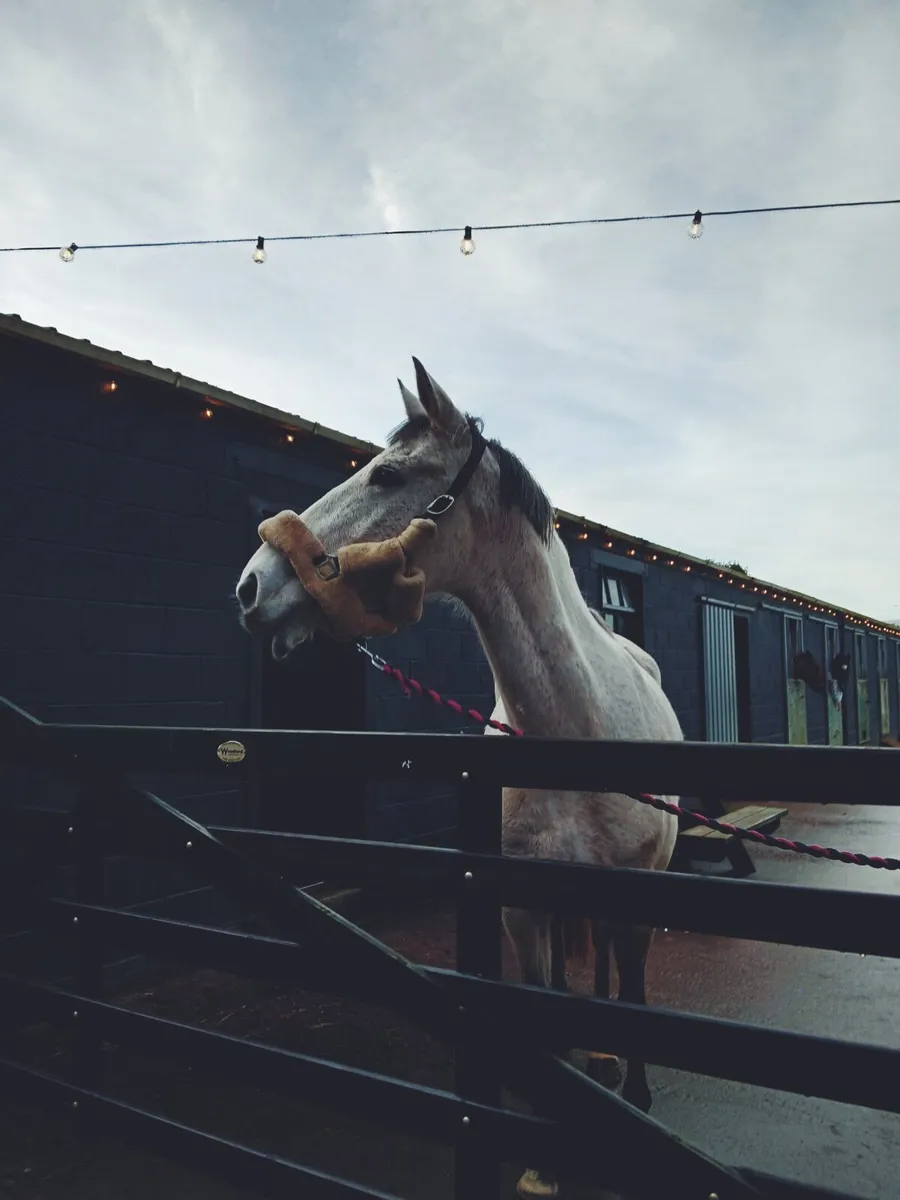 16.2 Horse - Image 4