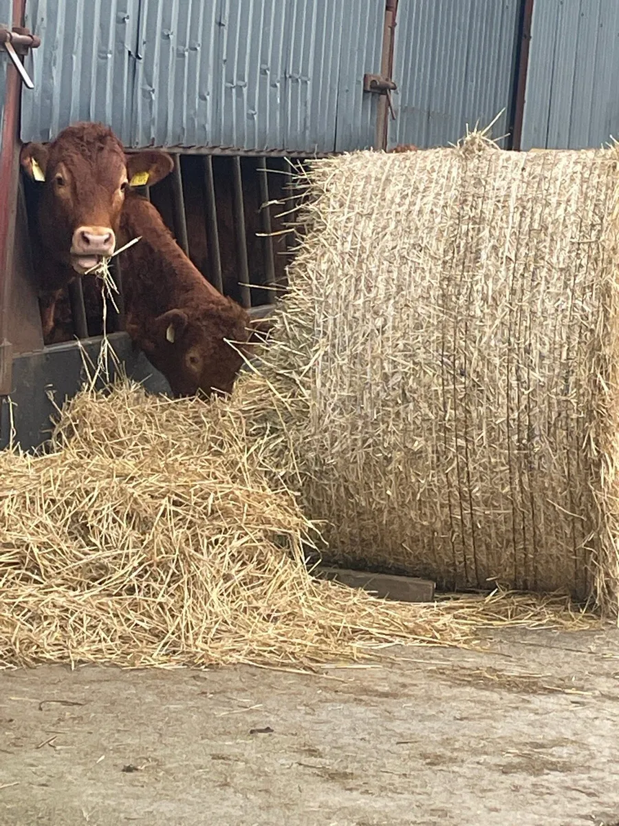 Barley Straw 4x4 - Image 4