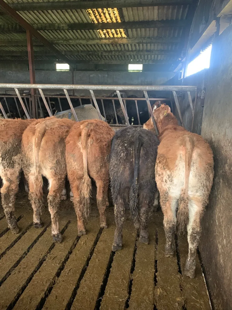 9 Super Quality LMX heifers for sale - Image 2