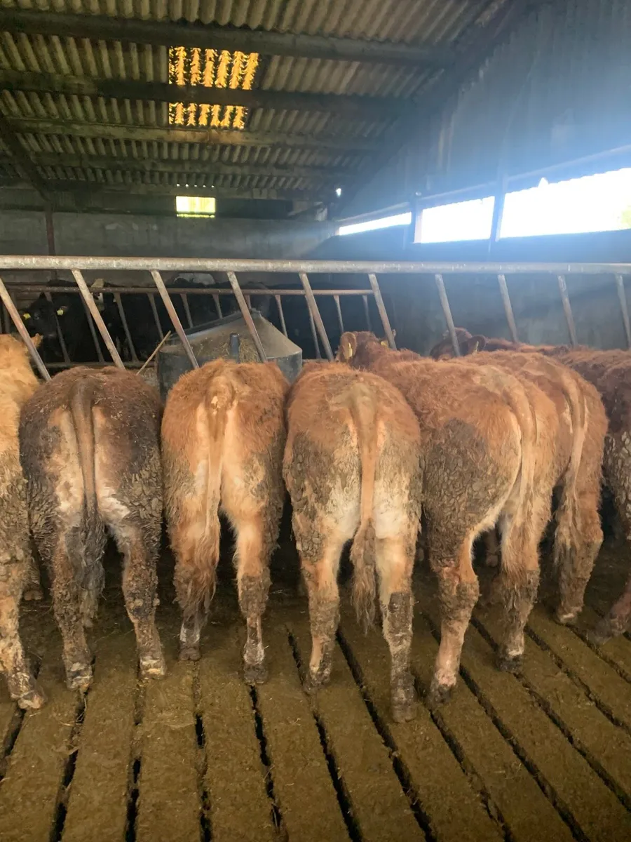 9 Super Quality LMX heifers for sale - Image 3