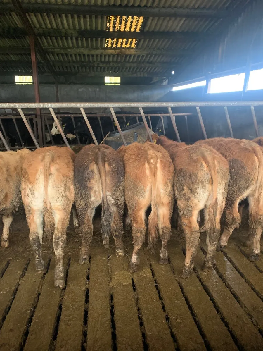 9 Super Quality LMX heifers for sale - Image 4