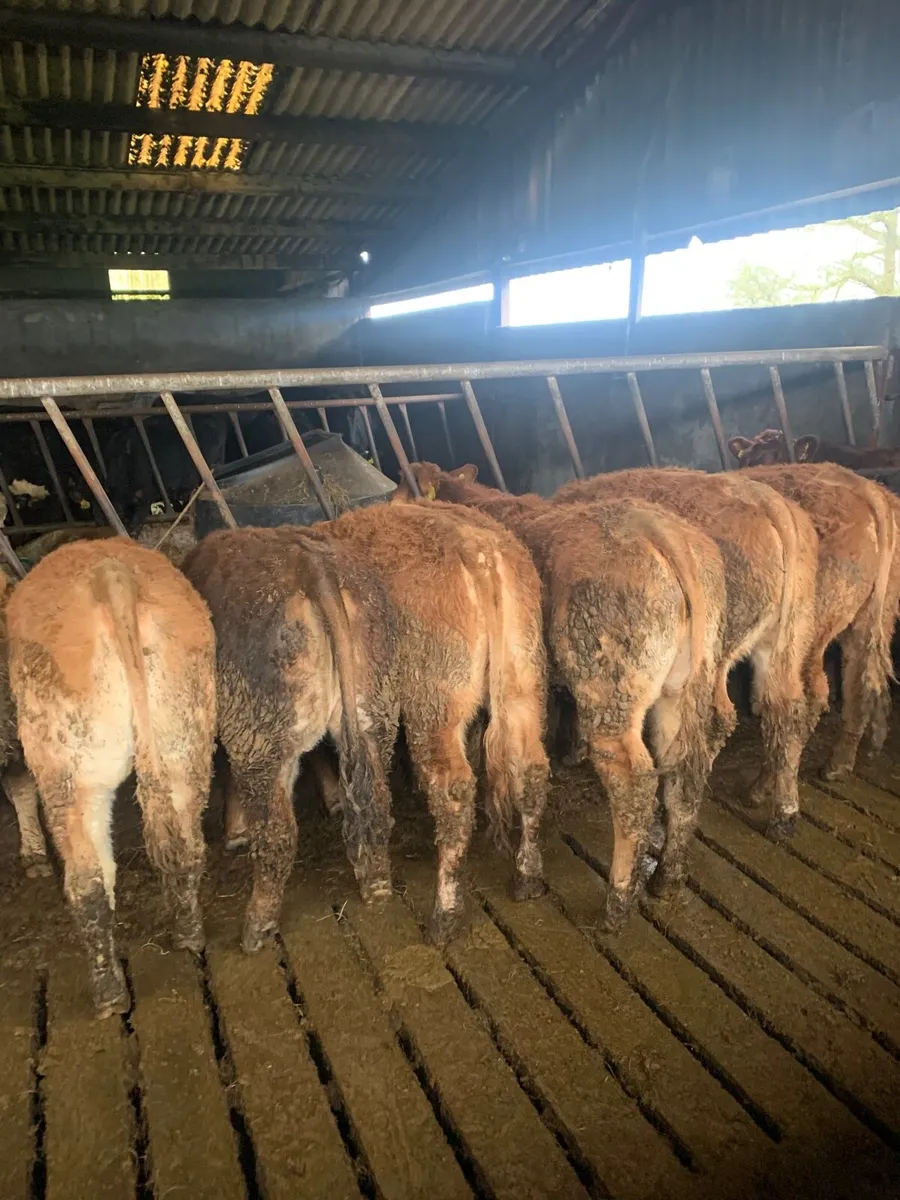 9 Super Quality LMX heifers for sale - Image 1