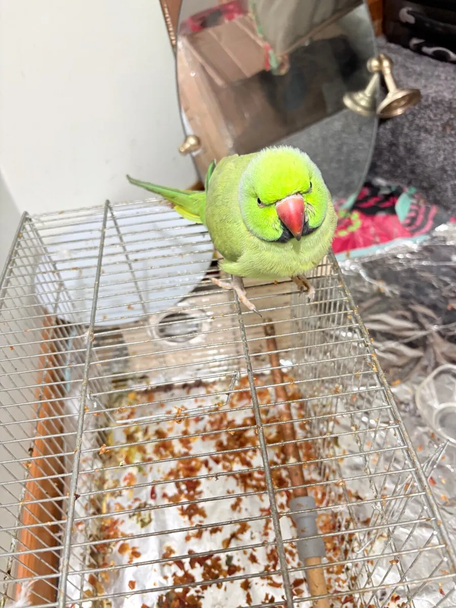 2 parrots for sale - Image 1