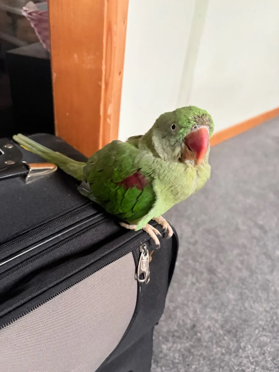 2 parrots for sale - Image 2