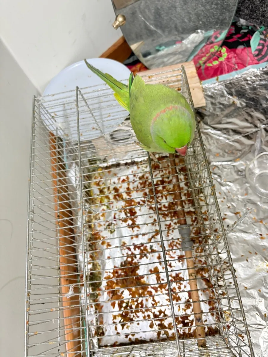 2 parrots for sale - Image 3