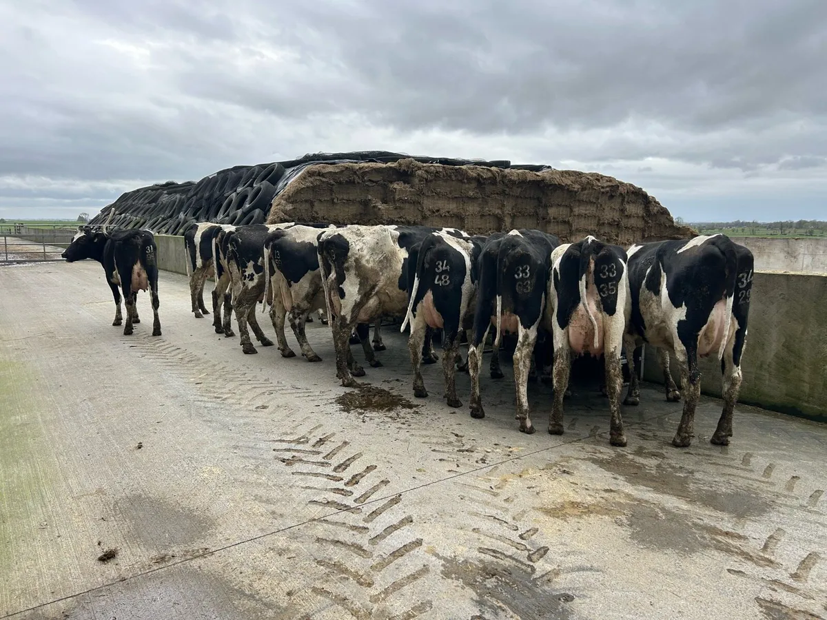 Dairy cows - Image 1