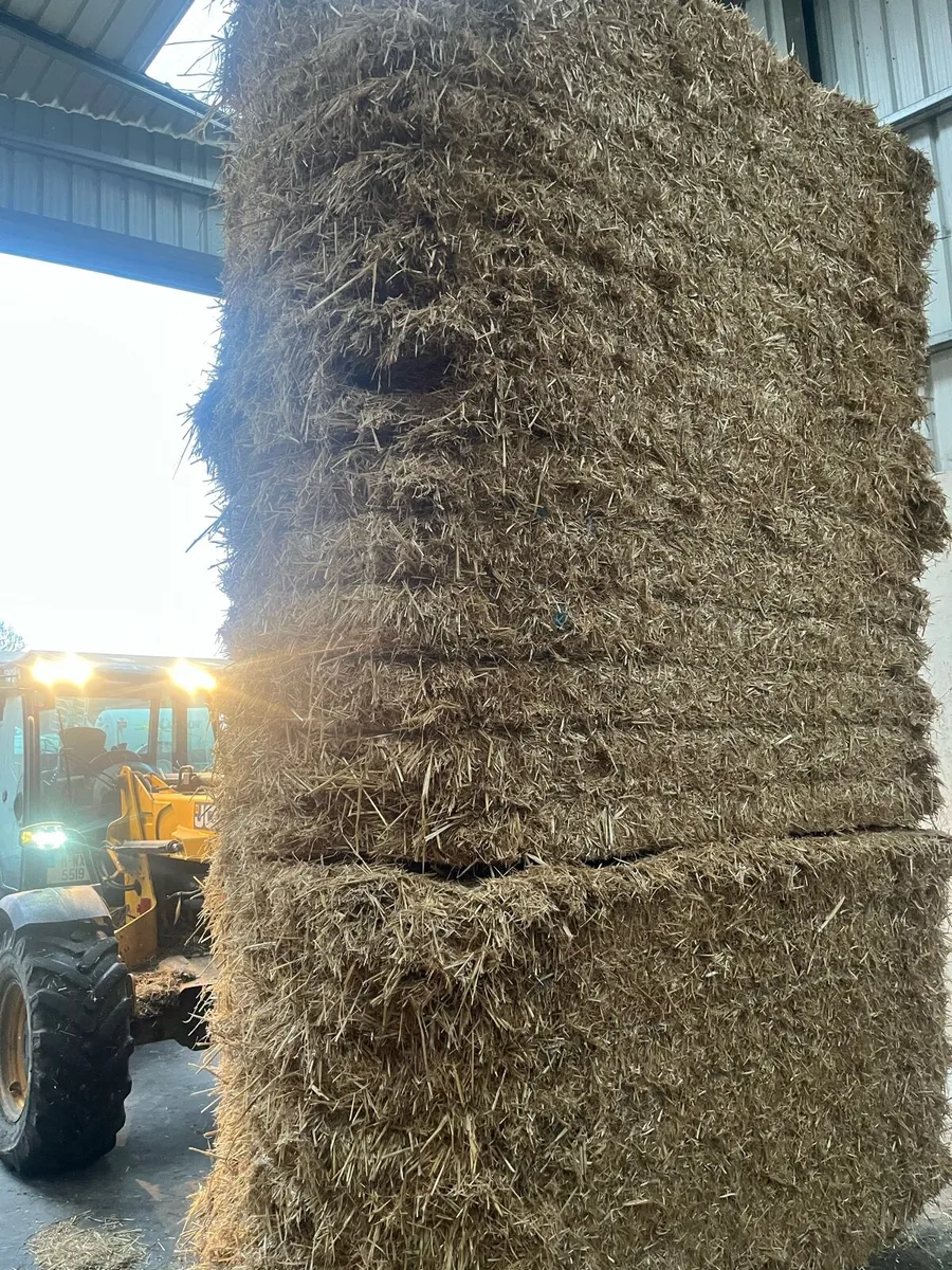 Fine pre chopped barley straw - Image 4