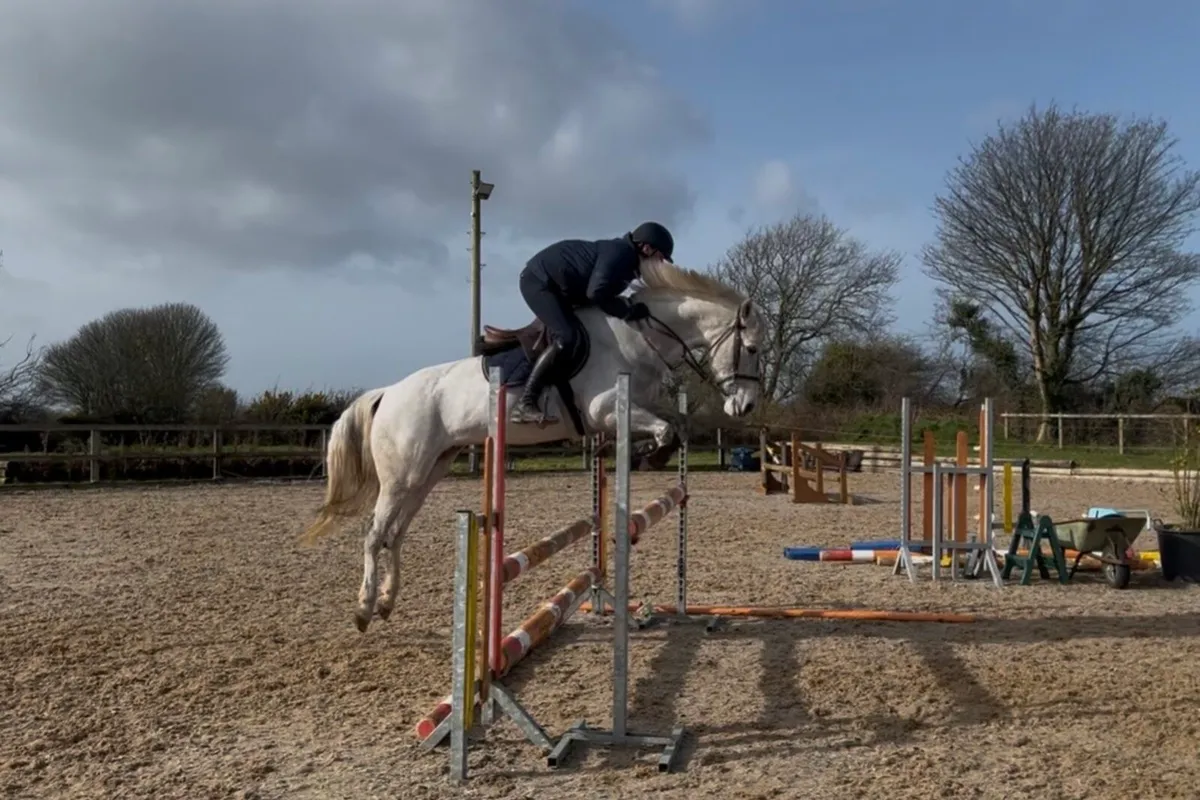 14:2 jumping pony - Image 2