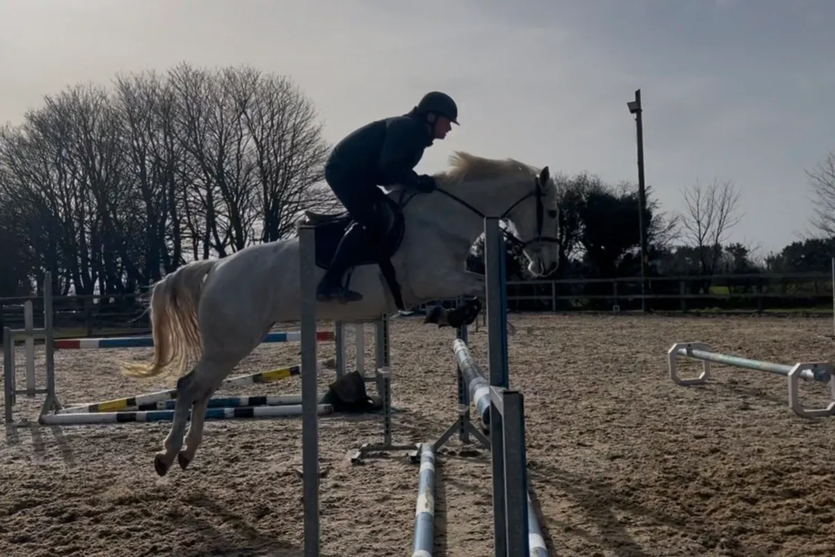 14:2 jumping pony - Image 3