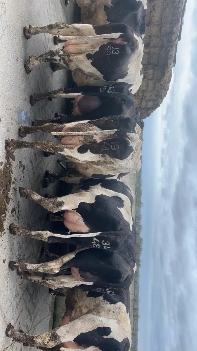 Dairy cows - Image 2