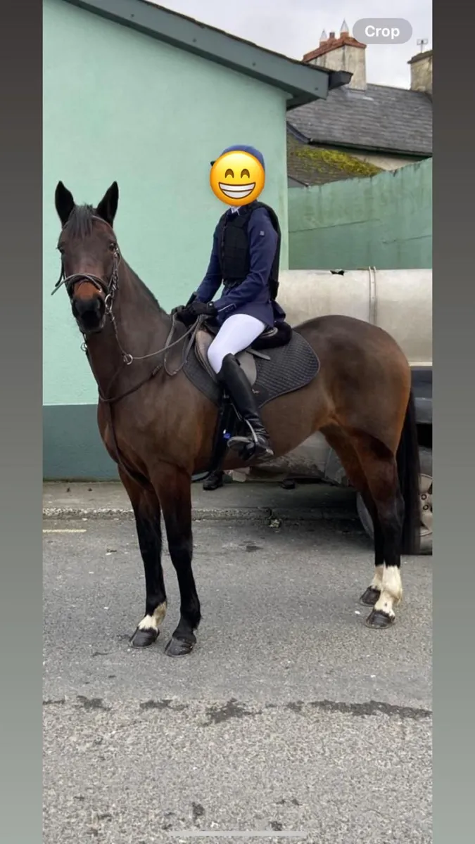 Riding horse - Image 1