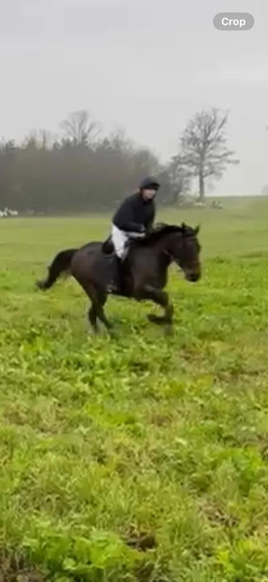 Riding horses - Image 3