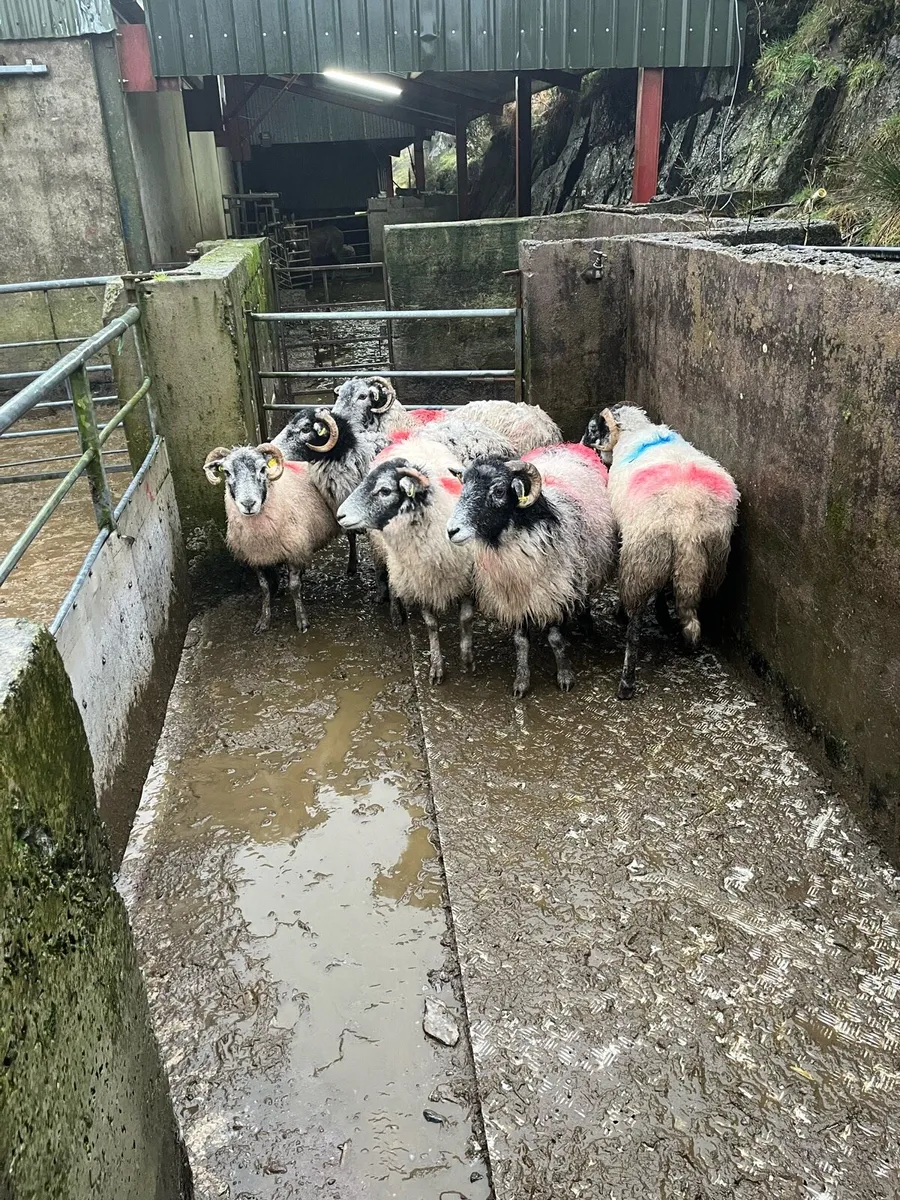 Young Swaledale ewes in lamb - Image 1
