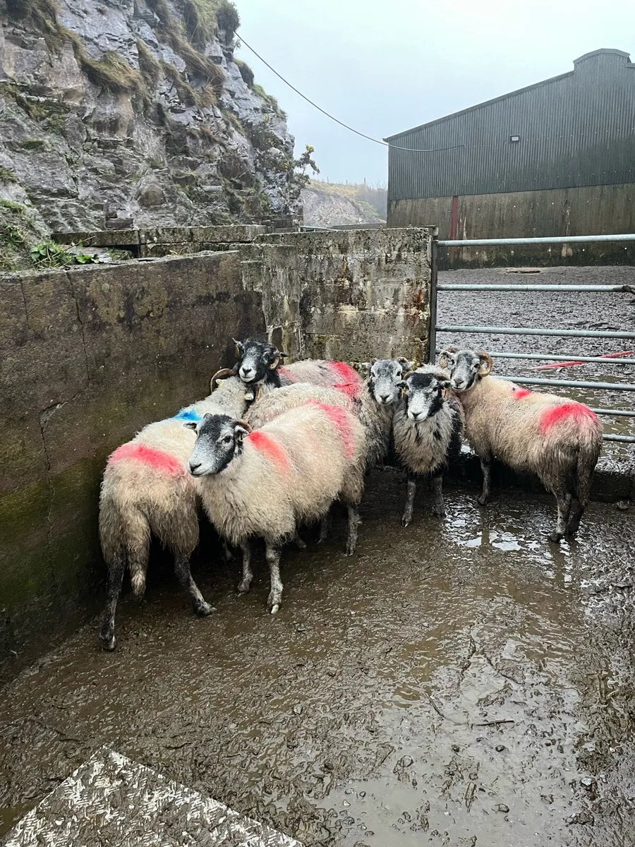 Young Swaledale ewes in lamb - Image 2
