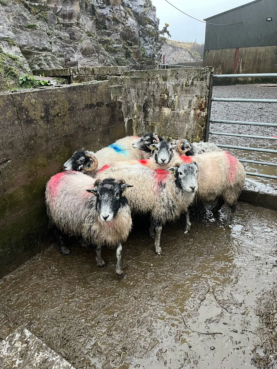 Young Swaledale ewes in lamb - Image 3