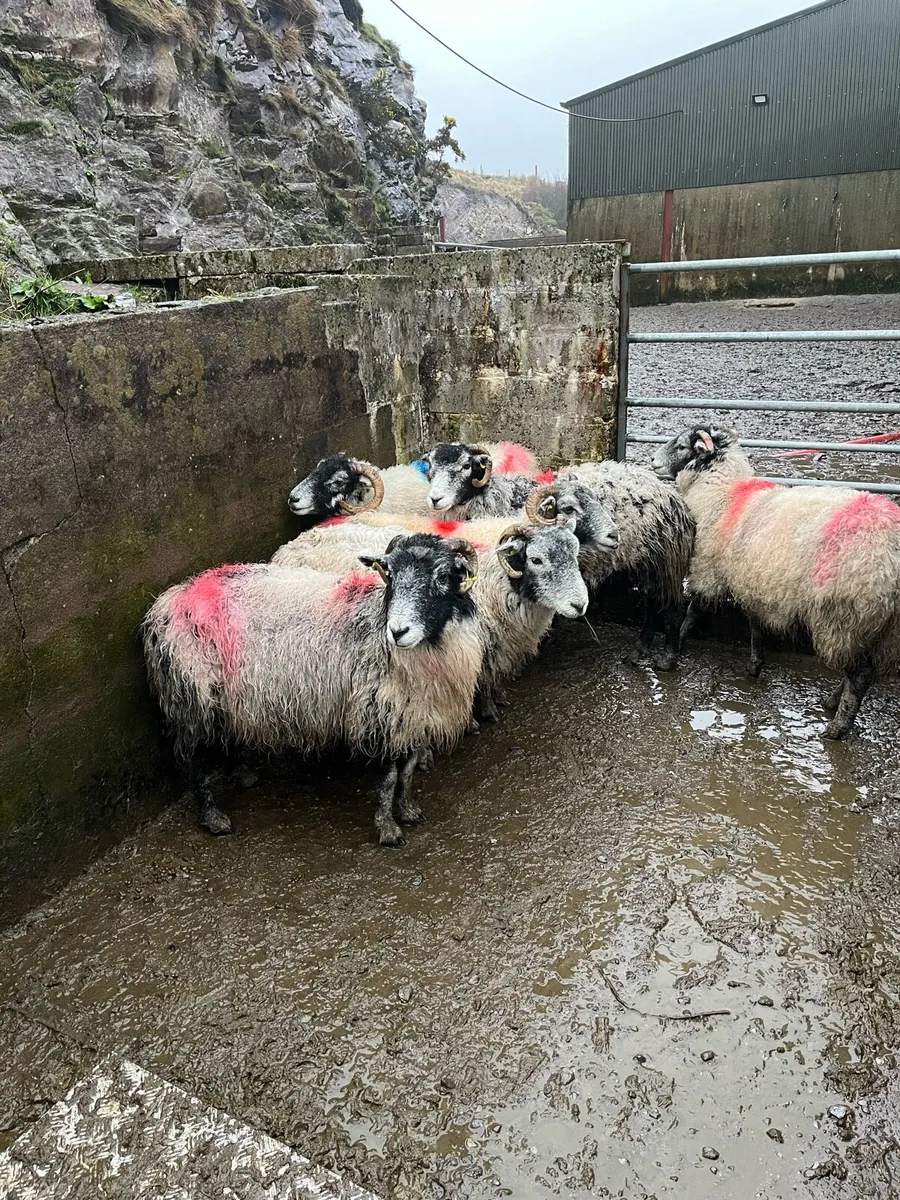 Young Swaledale ewes in lamb - Image 4