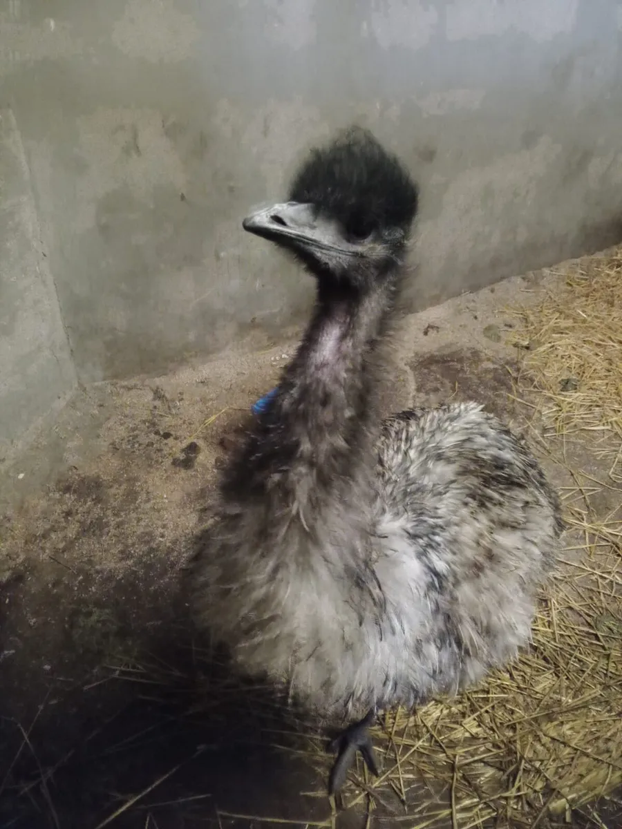 Young emu