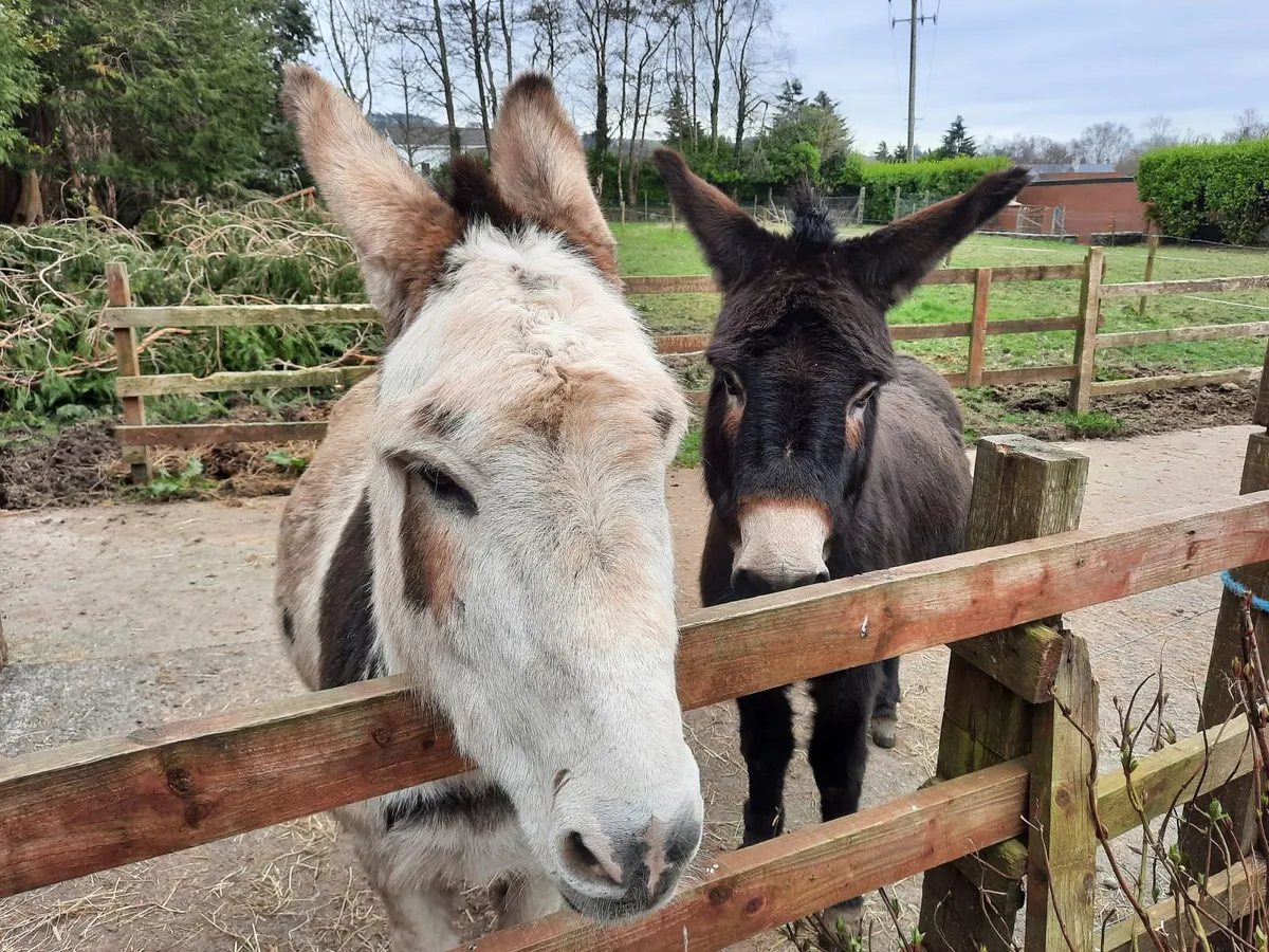 2 Male Donkeys (Black/Piebald) - Image 1
