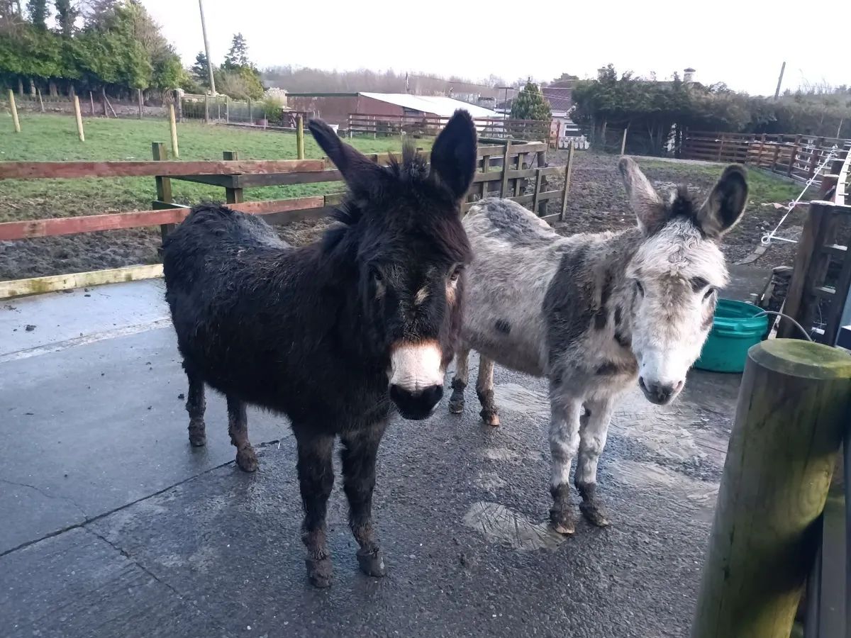 2 Male Donkeys (Black/Piebald) - Image 4