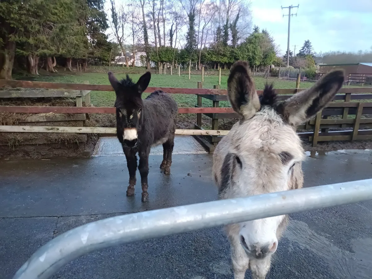 2 Male Donkeys (Black/Piebald) - Image 3