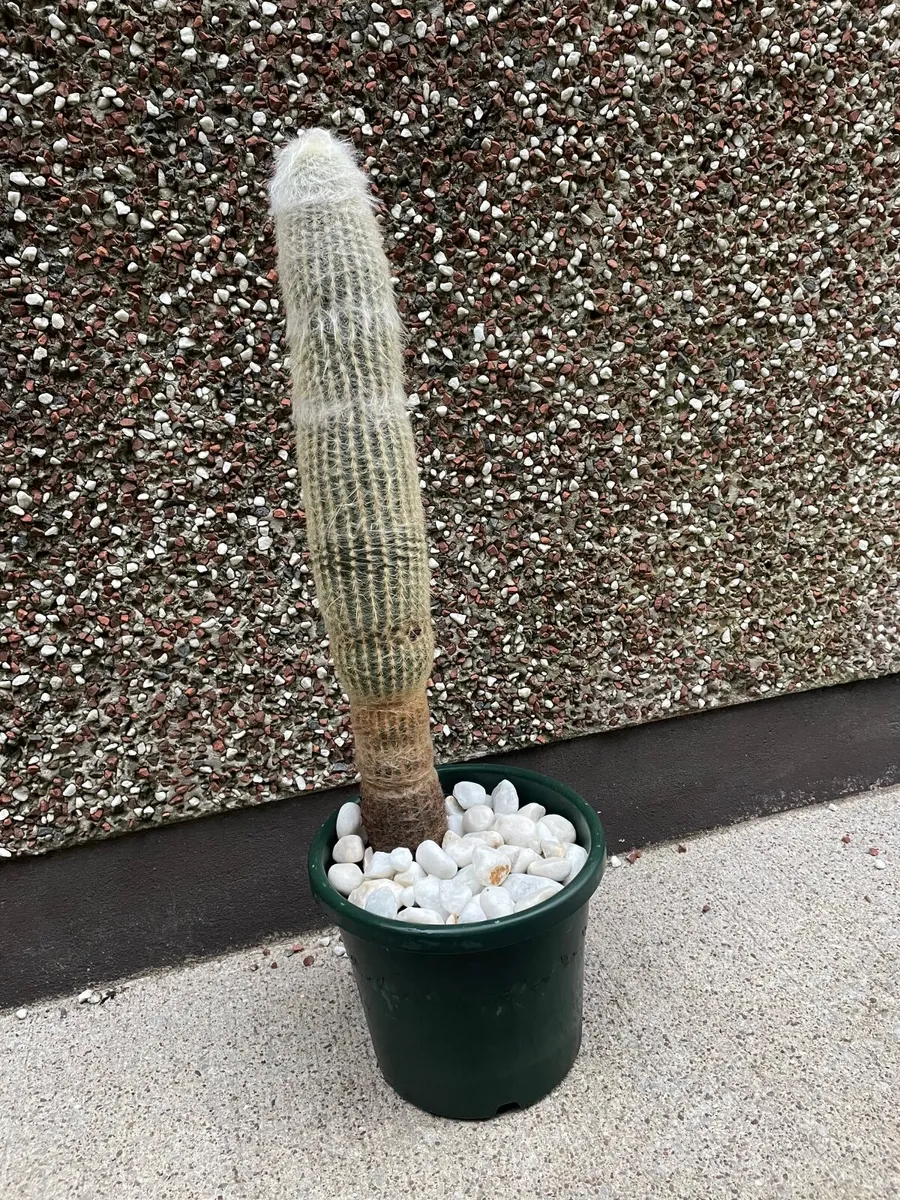 Cactus - 25 inches tall - Image 1