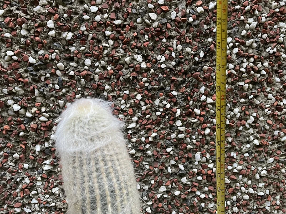 Cactus - 25 inches tall - Image 4