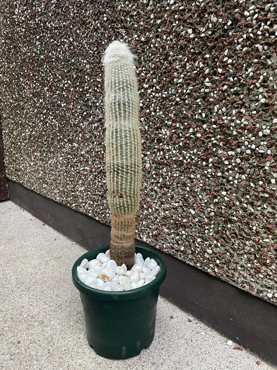 Cactus - 25 inches tall - Image 2