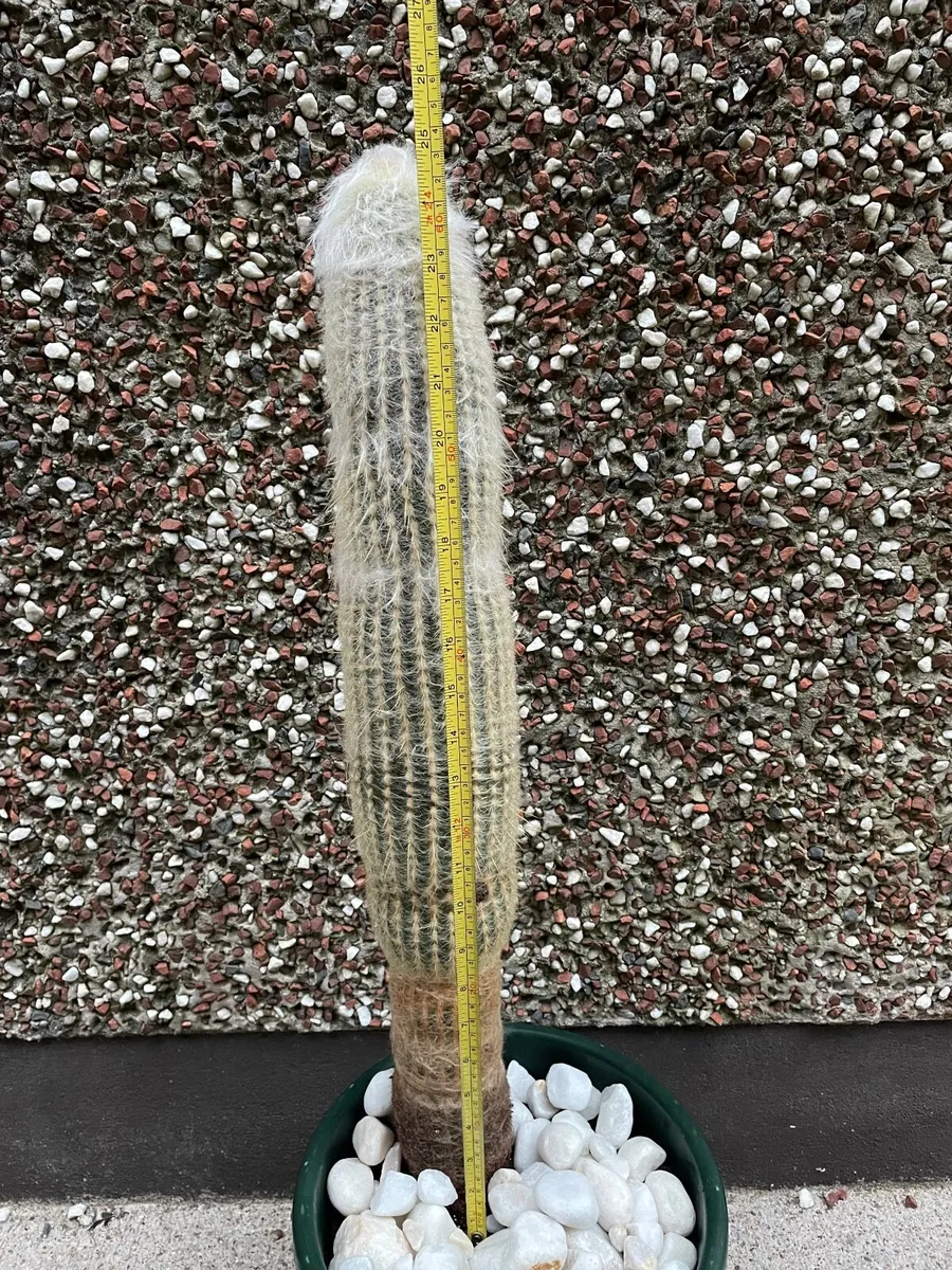 Cactus - 25 inches tall - Image 3
