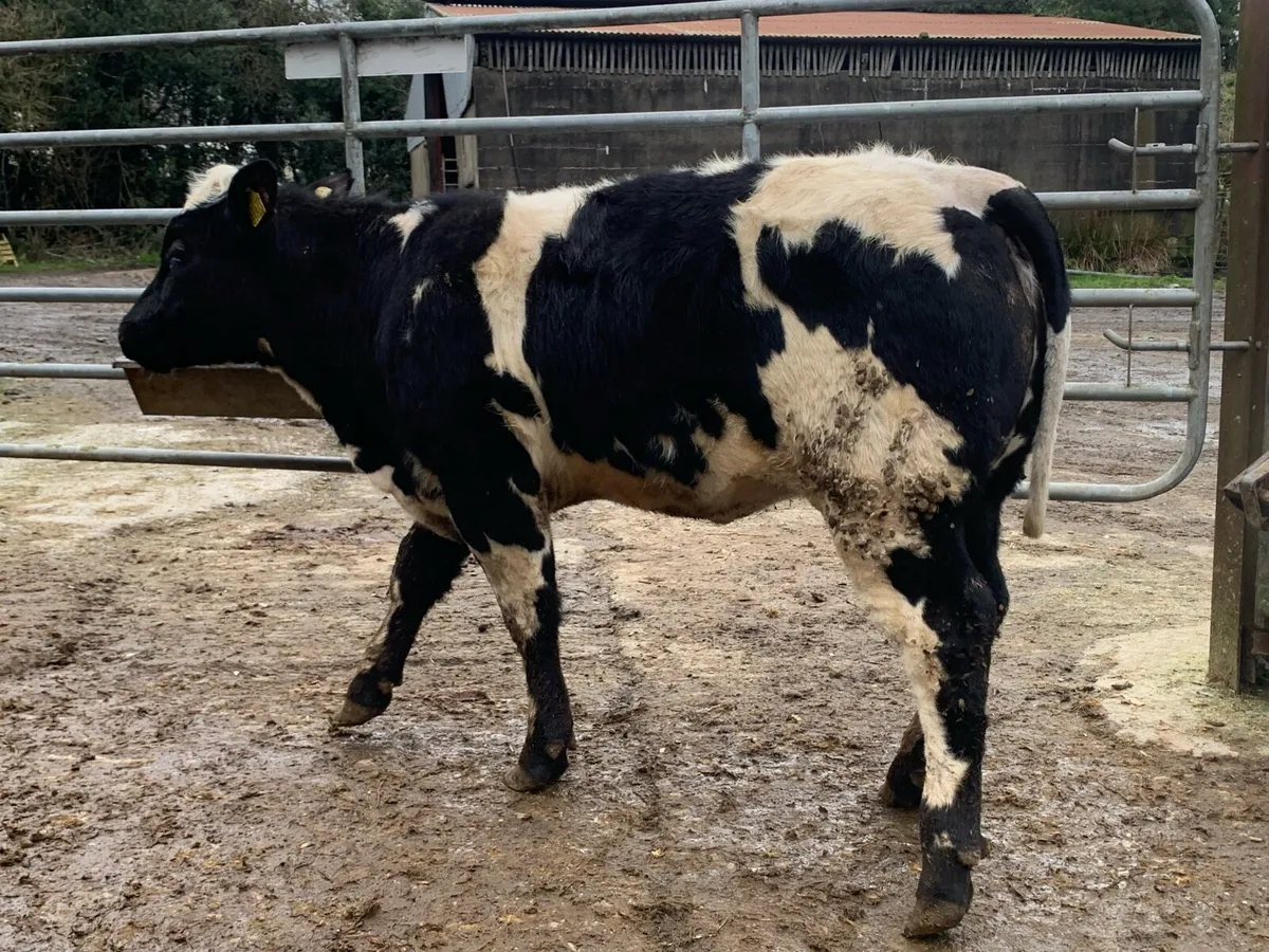 5 star Belgium blue heifers bred by eby - Image 4