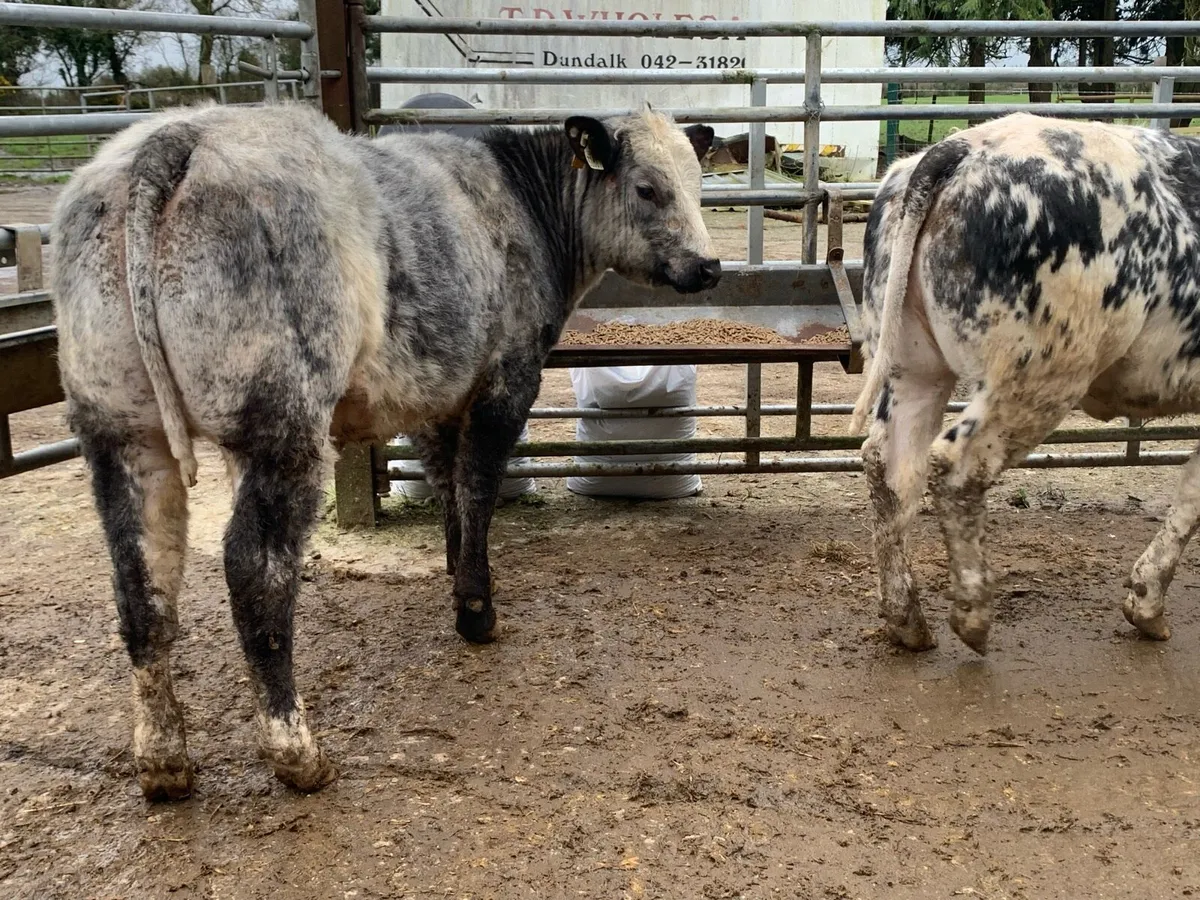 5 star Belgium blue heifers bred by eby - Image 1