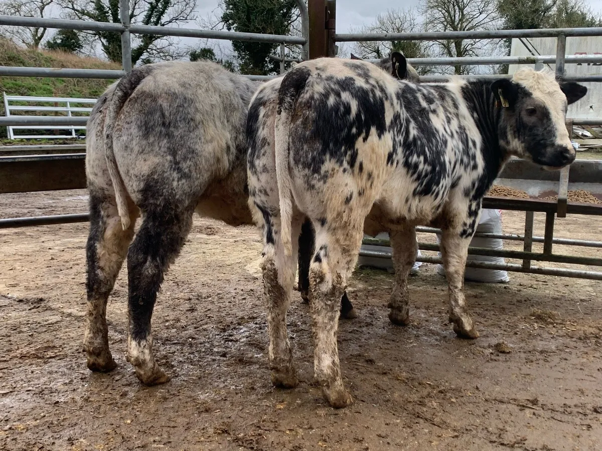 5 star Belgium blue heifers bred by eby - Image 2