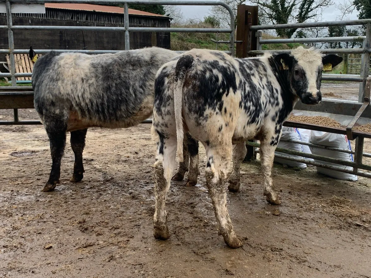 5 star Belgium blue heifers bred by eby - Image 3