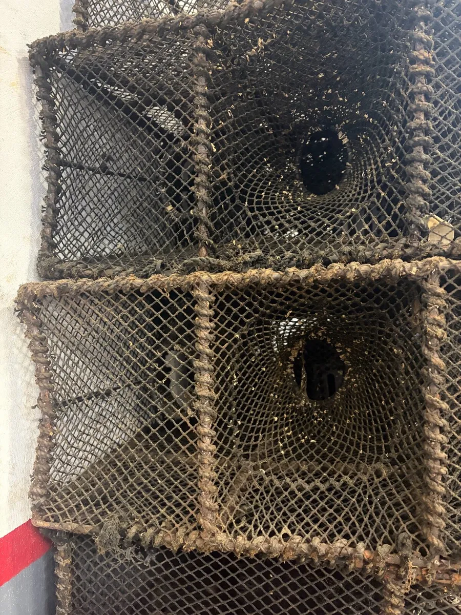 Wrass pots - Image 1