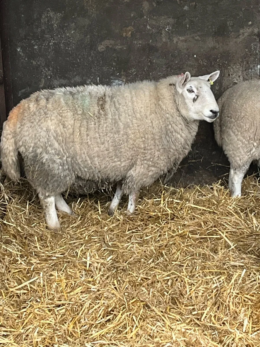 North Country Cheviot Ewe