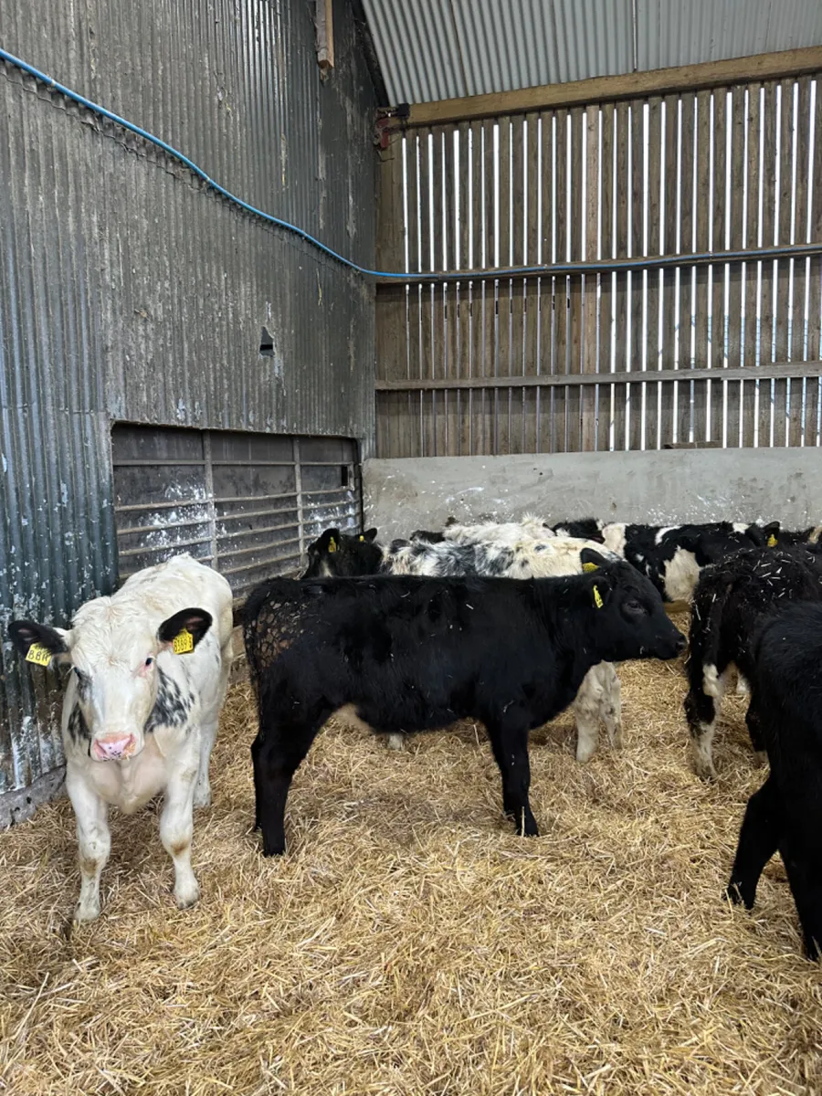 Blue and Angus heifers - Image 1