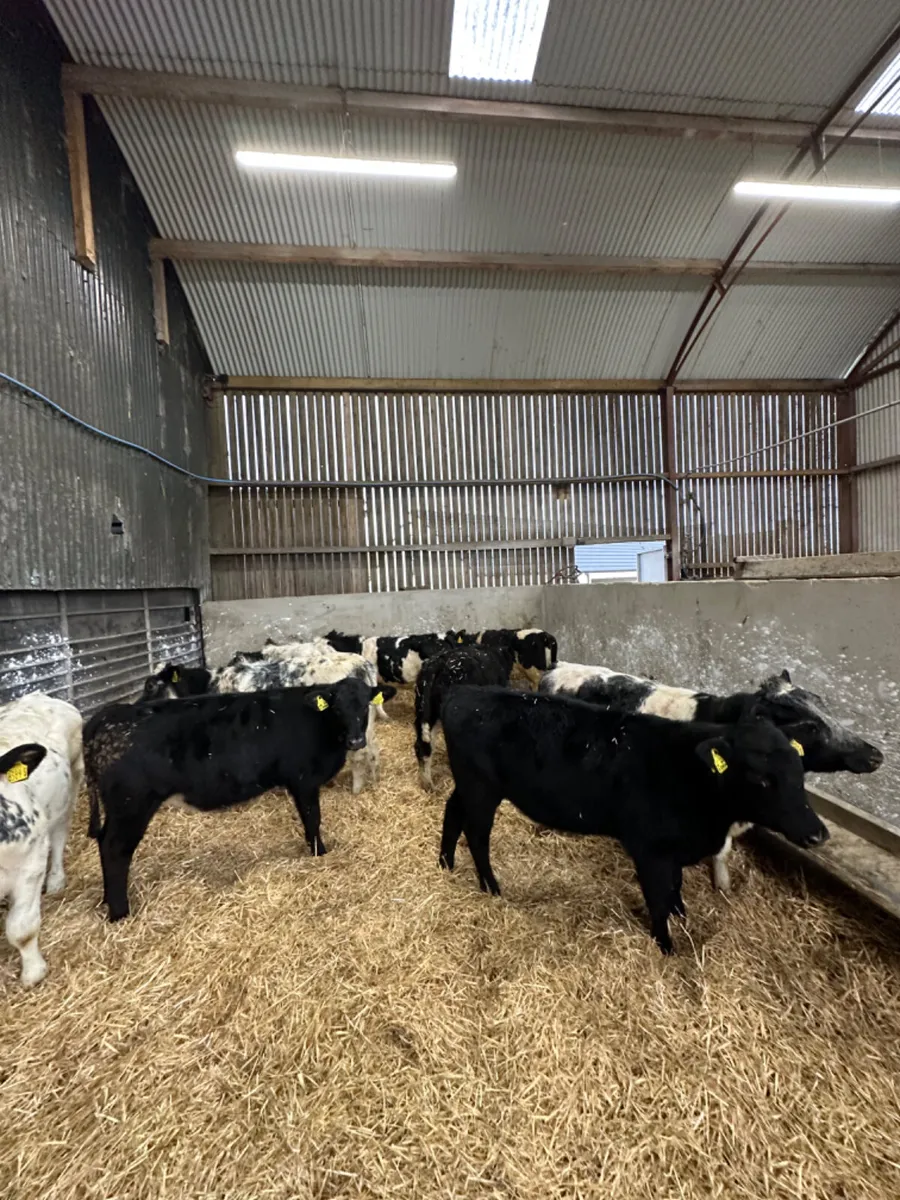 Blue and Angus heifers - Image 3